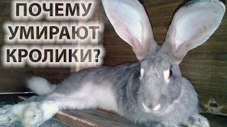 Кролиководство: почему умирают кролики, устраняем причины смерти.