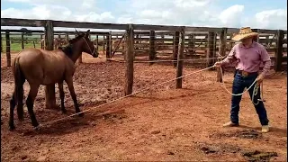 início da doma primeiro contato