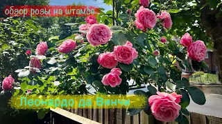Розы в саду 2023. Обзор розы Леонардо да Винчи на штамбе. Красивая роза в саду. LEONARDO DA VINCI.