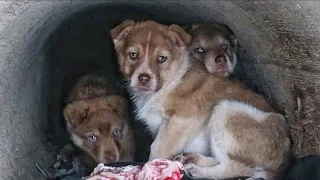 Rescue Scared Puppies Living in Pipe