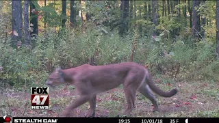 Confirmed cougar sighting in U.P.