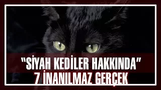 Siyah Kediler Hakkında 7 İnanılmaz Gerçek