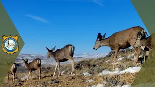 Wyoming Mule Deer Migration - High Use Migration Corridor