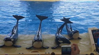 Loro parque killer whale show