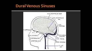 Dural Venous Sinuses - Anatomy