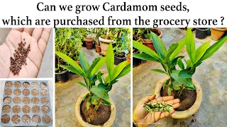 How to grow Cardamom from seeds at home ⎪Grow Cardamom Plants from your Kitchen Seeds