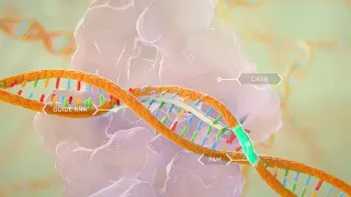 Using CRISPR and non-viral DNA in T Cell Engineering