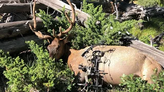 General Season Archery elk hunting 2020 (kill shot on film)