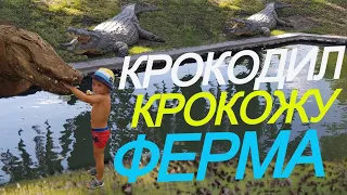 🐊🐊🐊 Ферма КРОКОДИЛОВ | Голодный крокодил | Экскурсия на шоу крокодилов