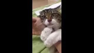 Cat refuses to let go