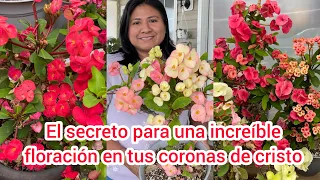 El secreto para una increíble floración en Euphorbias Milii|Corona de espinas| Coronas de Cristo