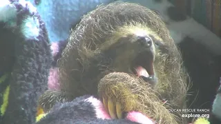 Relax It's Bedtime for Baby Sloths