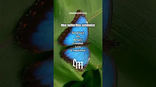 Spiritual meaning of a Blue Butterfly 🦋 #spiritualawakening #positivity #butterfly #butterflies