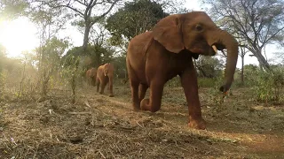 A visit to the David Sheldrick Elephant Orphanage - Yellow Zebra Safaris