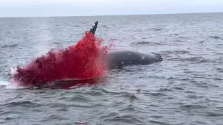 Whale Explodes!