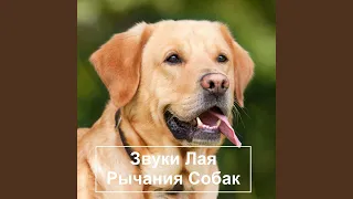 Собака скулит звук