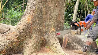Excellent !! Big tall trembesi tree felling, Stihl ms 881.