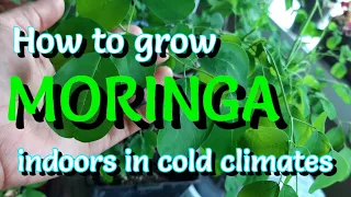 How to Grow Moringa from Seeds/ Indoors / Cold Climate / Malunggay /