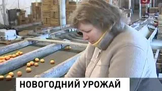 В Сочи и Абхазии торопятся собрать мандарины (06.01.2014)