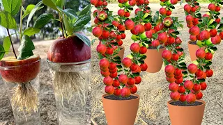 Unique Technique To Grow Apple Trees From Apple 🍏🍎🍏 With A Glass Of Water