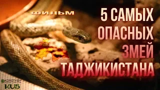 5 самых опасных змей Таджикистана, фильм | 5 Most Dangerous Snakes of Tajikistan