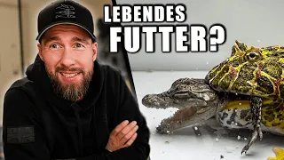 FROSCH vs. KROKODIL! - Ist Lebendtierfütterung legal? | Robert Marc Lehmann