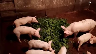 Накосила крапивы, поросята довольны 🐖Чем обшит наш дом.