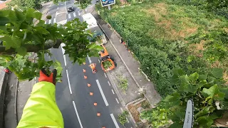 Démontage d’un platane