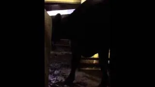 Milking Cows 3