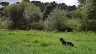 Bonni 21mths (Gordon Setter) and Poppy GWP) hunting/pointing flushing pheasant.