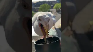 Meet My pet Seagulls NEW BABIES!!