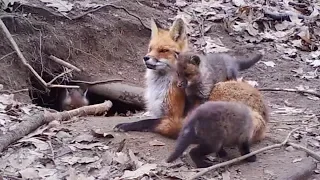 Watch 5 adorable fox pups play, grow up in Central NY