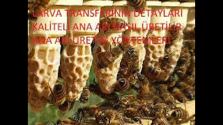 Kaliteli ve Kolay Ana Arı Üretimi -Larva Transfer Yöntemi Detaylı Görsel Anlatım #Anaarıüretimi