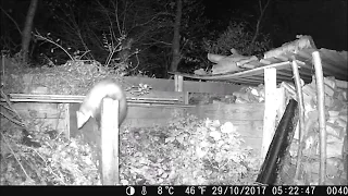 Stone marten / Steenmarter bij het houthok wildcamera