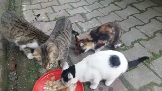 Petting Cats in İstanbul! Why Are There So Many Cats in Turkey? Read The Description!