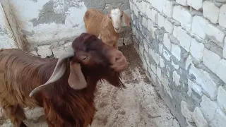 ننفرد بفيديوهات الماعز المضحكه واالمثيره.