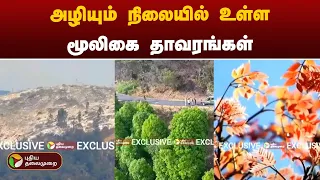 அழியும் நிலையில் உள்ள மூலிகை தாவரங்கள்  | Kodaikanal | PTT