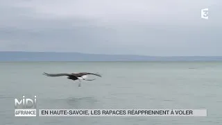 ANIMAUX : En Haute-Savoie, les rapaces réapprennent à voler