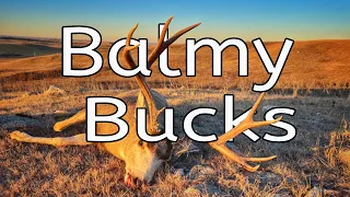 Balmy Bucks (30" ALBERTA MULE DEER)