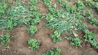 3 Weeks After Planted The Peanut||FLORIFIC