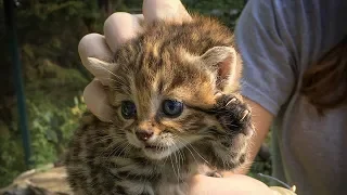 Black-Footed Cat Kittens! | Fossil Rim Wildlife Center