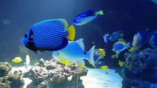 #Monaco #Aquarium
