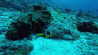 FINDING NEMO in the Maldives