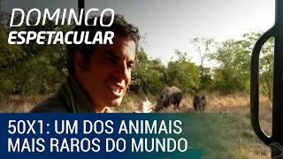 50 por 1: Álvaro Garnero chega ao Quênia e conhece um dos animais mais raros do mundo