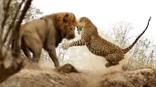 Male Lion Stalks & Attacks Leopard