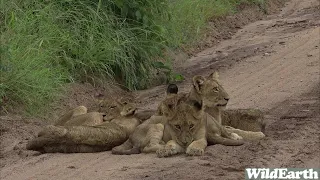 WildEarth - Sunset Safari - 22 January 2022