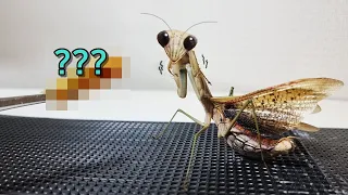 My pet praying mantis was terrified to see this. What is this?
