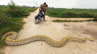 길 가다 200kg 거대뱀 만나면 생기는 일