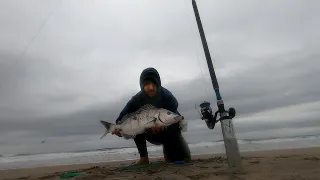 A morning of tag and release, fishing off Morgan Bay beach