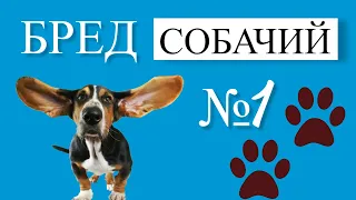 БРЕД СОБАЧИЙ #1 | Можно ли собаке лежать на ДИВАНЕ? Собака ходит первая в двери.